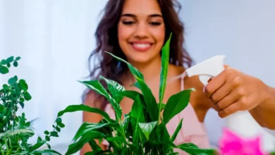 Cultivar Plantas em Casa